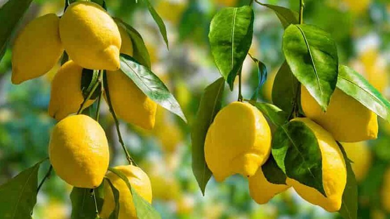 AQTA ilə "Ertagro" arasında dava: 18 ton viruslu limon əhaliyə necə satılıb?